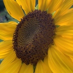 browneyedbeauty1116 Profile Picture