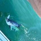 checkmyrod Profile Picture