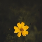 kapoor Profile Picture