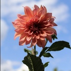 lovemebad Profile Picture